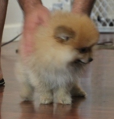 Pomeranian Puppy for sale in SMITHVILLE, TX, USA