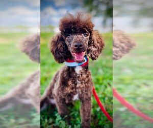 Poodle (Toy) Dogs for adoption in Pacolet, SC, USA
