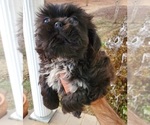 Small #1 Shih Tzu
