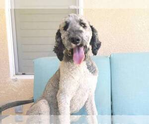 Poodle (Standard) Dogs for adoption in MARYSVILLE, CA, USA