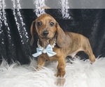 Small #7 Dachshund