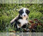 Puppy Kasper Bernese Mountain Dog