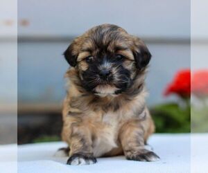 ShihPoo Puppy for sale in EAST EARL, PA, USA