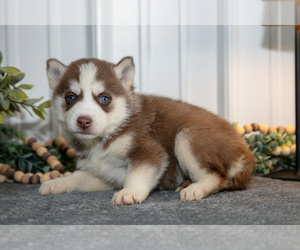 Siberian Husky Litter for sale in SHREVE, OH, USA