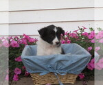 Small #5 Shetland Sheepdog