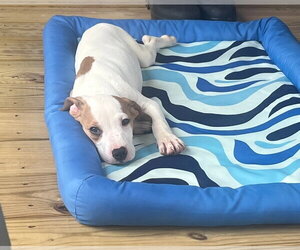 American Pit Bull Terrier-Unknown Mix Dogs for adoption in Chester, VA, USA