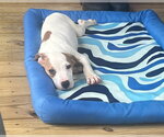 Small American Pit Bull Terrier Mix