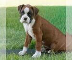 Small #1 Boxer
