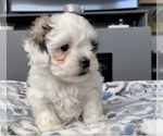 Small Photo #8 Shih-Poo-Zuchon Mix Puppy For Sale in GALENA, NV, USA