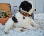 Small Photo #7 Pomimo Puppy For Sale in HONEY BROOK, PA, USA