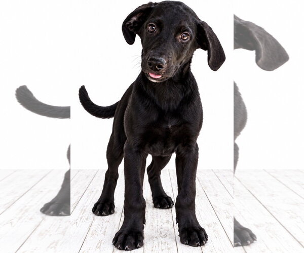 Medium Photo #3 Labrador Retriever Puppy For Sale in Southbury, CT, USA