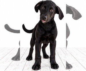 Pumpkin Boo ð - Male Labrador Retriever Dog for Adoption - Photo #3