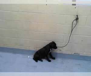 Rottweiler-Unknown Mix Dogs for adoption in Tulsa, OK, USA