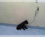 Small Rottweiler Mix
