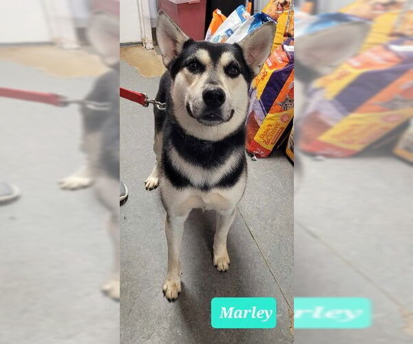 Medium Photo #4 Siberian Husky-Unknown Mix Puppy For Sale in Richmond, IN, USA