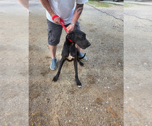Medium Photo #2 Great Dane Puppy For Sale in Bullard, TX, USA