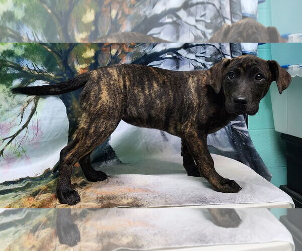 Medium Photo #4 Bulldog-Labrador Retriever Mix Puppy For Sale in Wetumpka, AL, USA