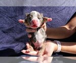Small Photo #5 English Bulldog Puppy For Sale in LONG BOAT KEY, FL, USA