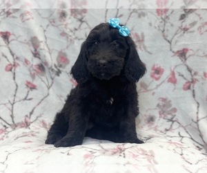 Goldendoodle Puppy for sale in LAKELAND, FL, USA