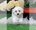 Small #4 Bichon Frise