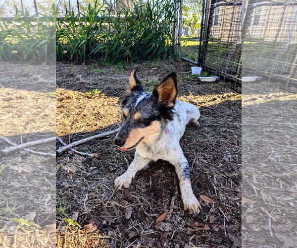 Medium Photo #1 Mutt Puppy For Sale in Winter, WI, USA