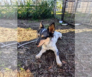 Mutt Dogs for adoption in Winter, WI, USA