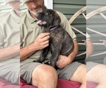 Puppy Purple Rotticorso