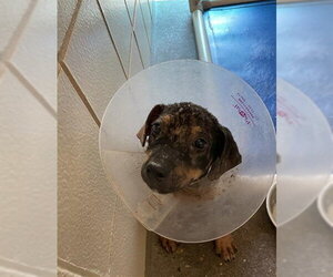 German Shepherd Dog-Unknown Mix Dogs for adoption in Corpus Christi, TX, USA