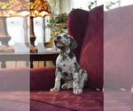 Small Photo #21 Great Dane Puppy For Sale in DANIELSON, CT, USA