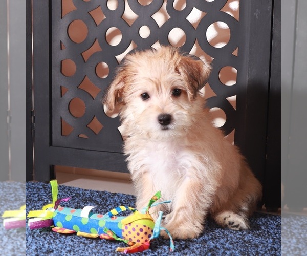 Medium Photo #2 Yo-Chon Puppy For Sale in MOUNT VERNON, OH, USA