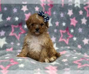 Cavapoo Puppy for sale in LAKELAND, FL, USA