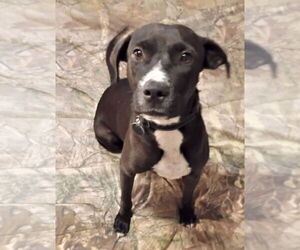 Medium Labrador Retriever Mix