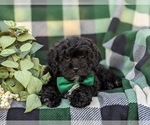 Small Photo #6 Lhasa-Poo Puppy For Sale in LINCOLN UNIVERSITY, PA, USA