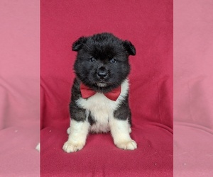Akita Puppy for sale in CHRISTIANA, PA, USA