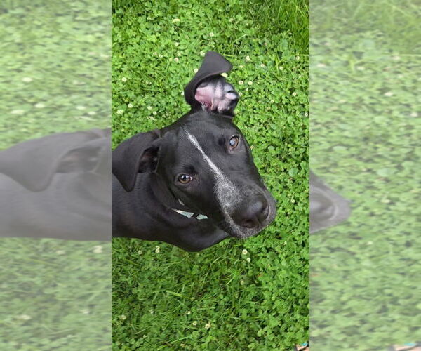 Medium Photo #22 Pointer-Unknown Mix Puppy For Sale in Mundelein, IL, USA