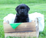 Puppy Johnson Labrador Retriever