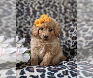 Goldendoodle (Miniature) Puppy for sale in RISING SUN, MD, USA