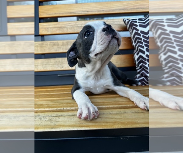 Medium Photo #2 Boston Terrier Puppy For Sale in SOUTHPORT, NC, USA