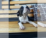 Small #1 Boston Terrier