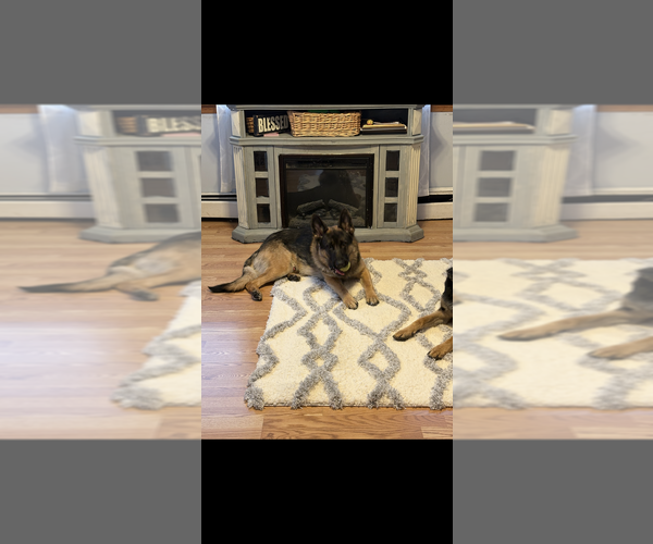 Medium Photo #1 German Shepherd Dog Puppy For Sale in PERU, ME, USA