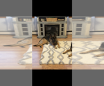 Small Photo #1 German Shepherd Dog Puppy For Sale in PERU, ME, USA