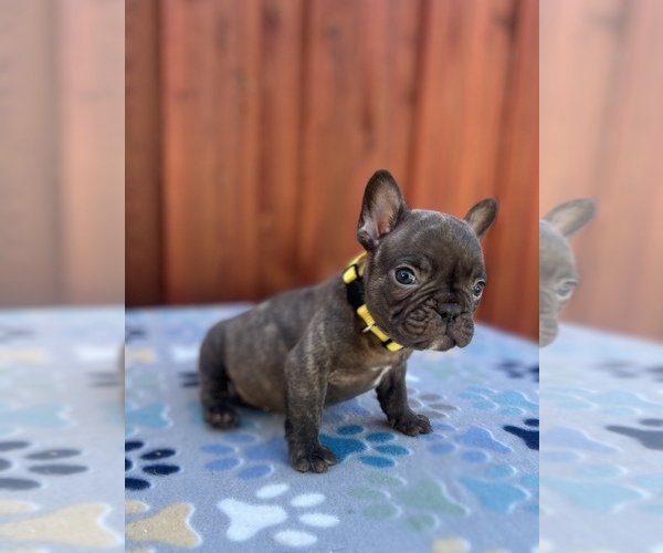 Medium Photo #3 French Bulldog Puppy For Sale in SACRAMENTO, CA, USA