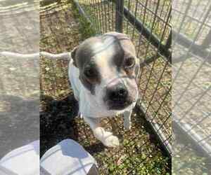 Mutt Dogs for adoption in Abbeville, LA, USA