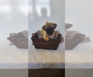 Pug Puppy for sale in EDGAR, WI, USA