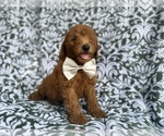 Small #8 Goldendoodle (Miniature)