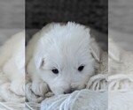 Small Photo #3 Great Pyrenees Puppy For Sale in FALCON, CO, USA