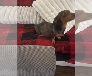 Mother of the Dachshund puppies born on 04/04/2025
