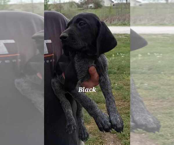 Medium Photo #1 German Shorthaired Pointer Puppy For Sale in RICHMOND, MO, USA