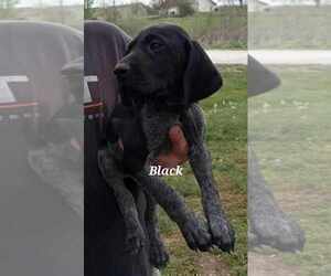German Shorthaired Pointer Puppy for Sale in RICHMOND, Missouri USA