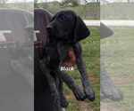 Small Photo #1 German Shorthaired Pointer Puppy For Sale in RICHMOND, MO, USA